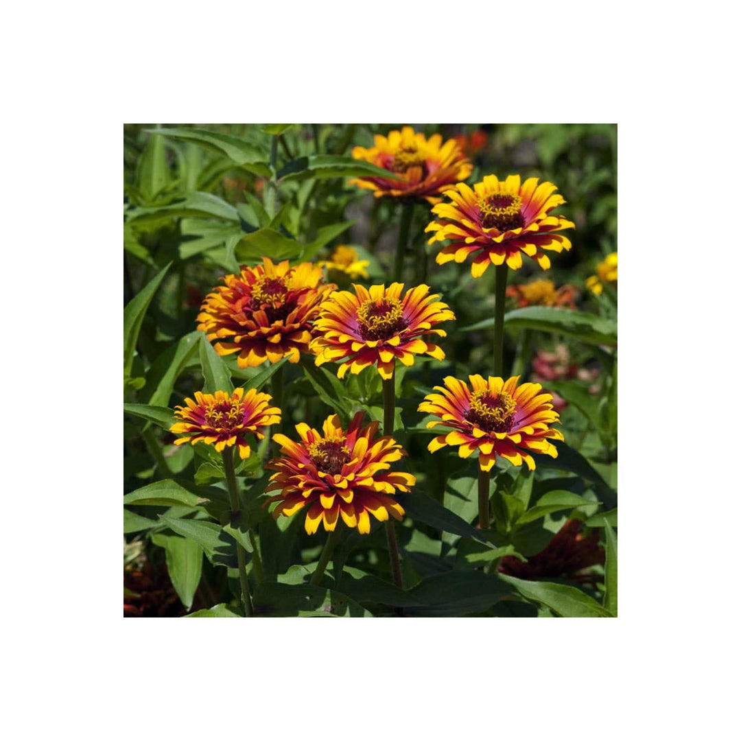Red Yellow Zinnia Flower For Planting Bright Colorful Garden Blooms Flower Seeds for Home Garden [neera-v5-356d45b8fde32d7fa39b]