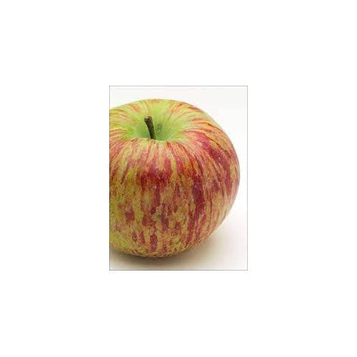 Bi-Color & Striped Apple Fruit Seeds [neera-v5-356f4ffa57c0eba97639]