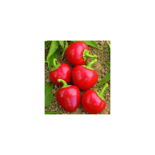 Red Cherry Hot Pepper Seeds for Planting heirloom &amp; Non-GMO Seeds [neera-v5-359213e991333d7d727b]