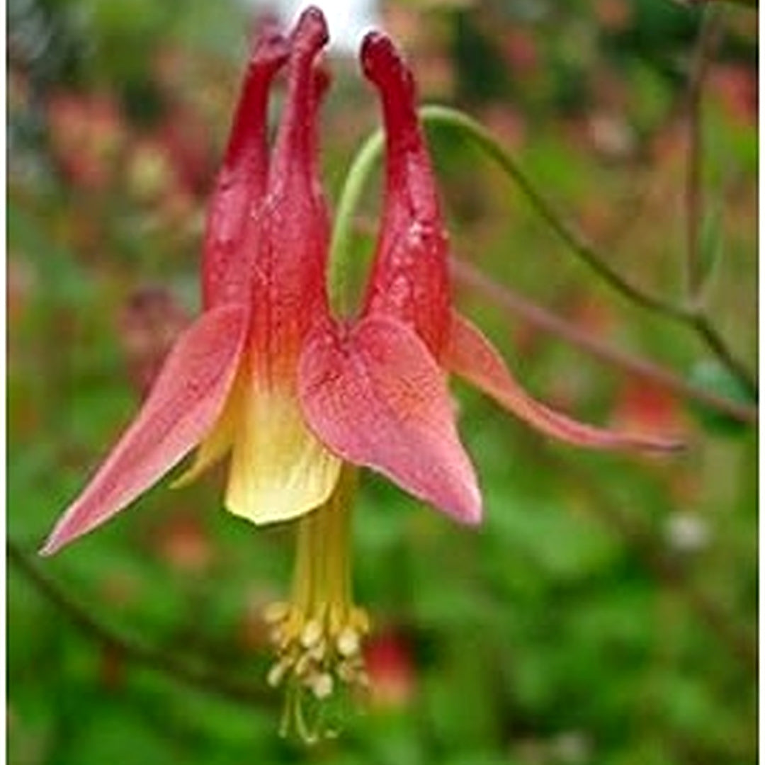 Red Aquilegia Flower Seeds for Planting [neera-v5-35a042d4ac55b5eec393]