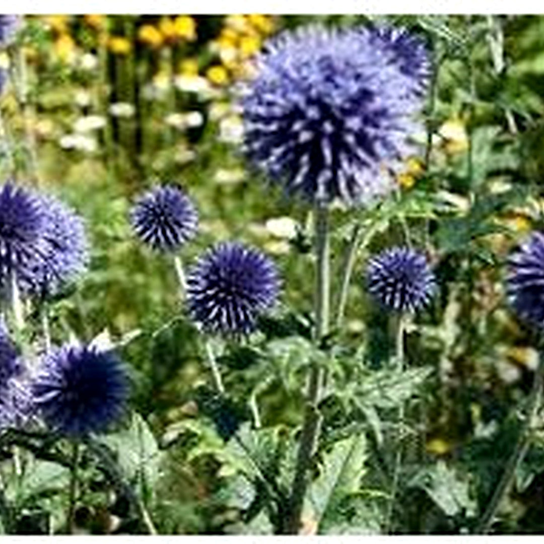 Echinops Ritro Flower Seeds for Planting | Heirloom, Non-GMO, High Germination Organic Garden Seeds for Drought-Tolerant Blooms [neera-v5-35a97ef59328b133ec31]