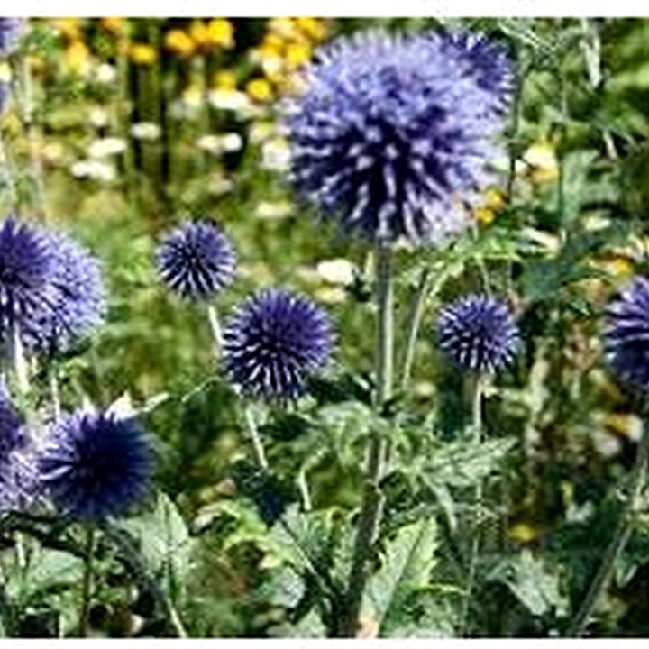 Echinops Ritro Flower Seeds for Planting | Heirloom, Non-GMO, High Germination Organic Garden Seeds for Drought-Tolerant Blooms [neera-v5-35a97ef59328b133ec31]