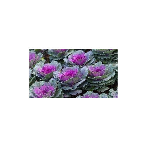 Heirloom Non-GMO Kale Seeds for Planting [neera-v5-35ad6bd4046df9a526bf]