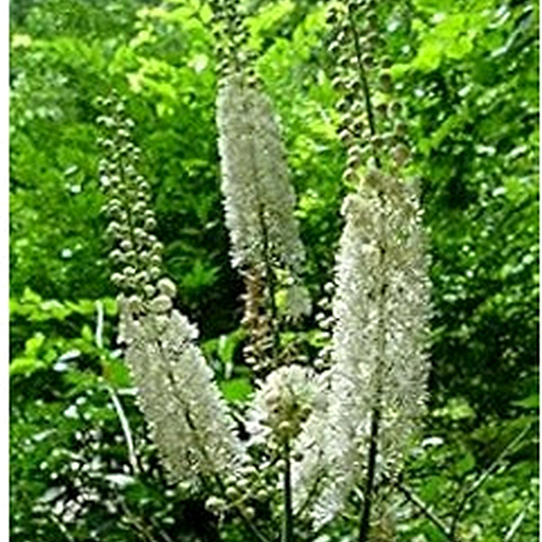 Black Cohosh Plant Seeds for Planting [neera-v5-35ada89ad316277ed953]