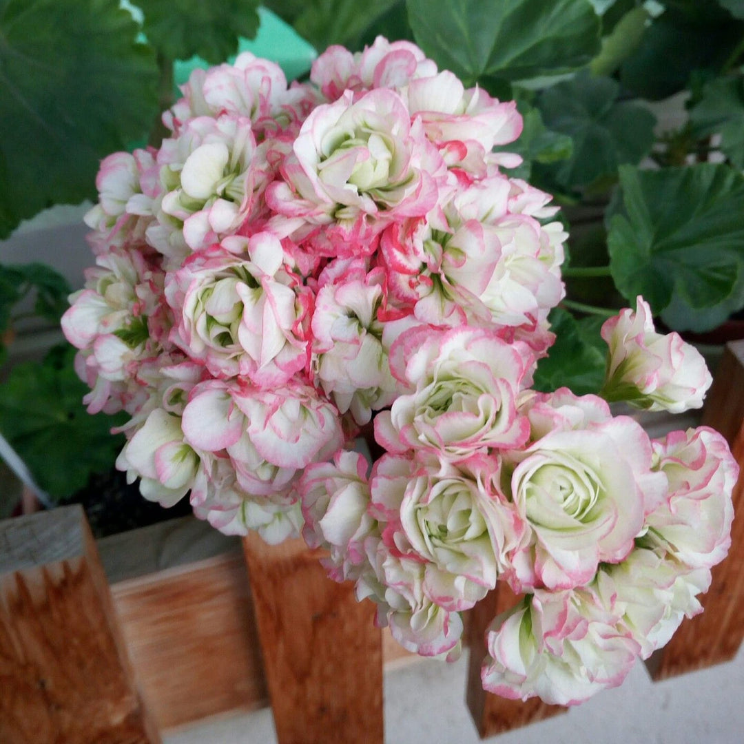 Geranium Pelargonium Hortorum Saturn Frosty Rose Flower For Planting In Spring Garden Or Containers [neera-v5-35aea6f226b36c553ac9]