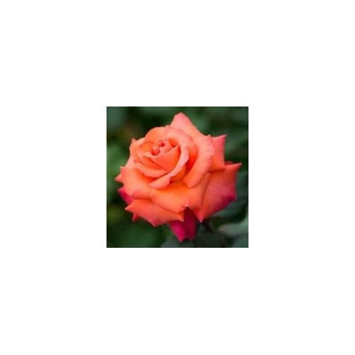 Red Orange Rose Plant Seeds for Planting Non-GMO Heirloom Garden Seeds for Growing Beautiful Flowers [neera-v5-35b3aa74458150aa1303]