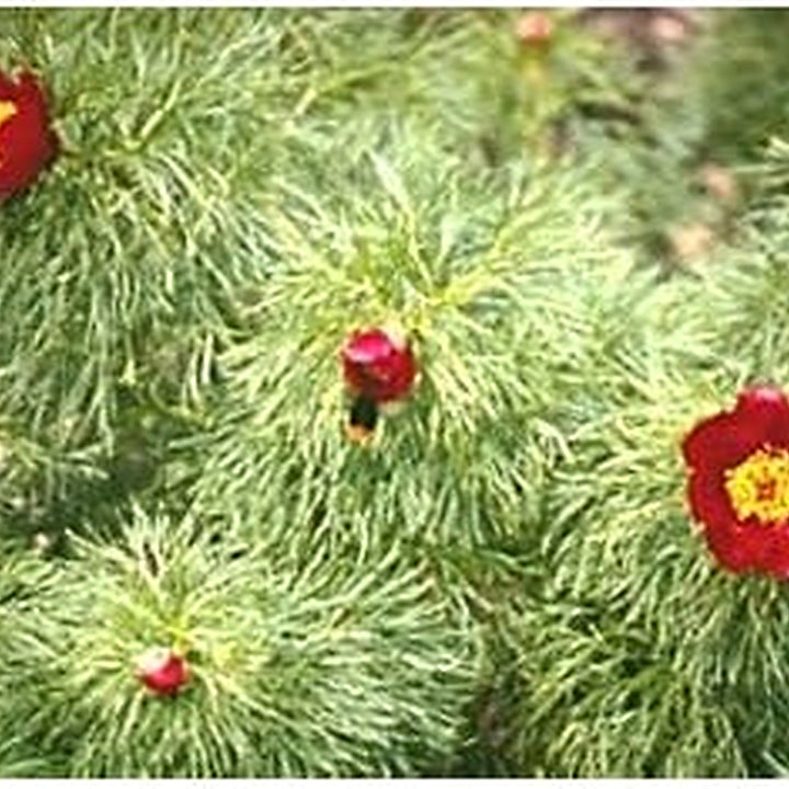 Heirloom Non-GMO Paeonia Red Tenufolia Flower Seeds [neera-v5-35b69665660cfe64f719]