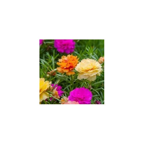 Heirloom Non-GMO Portulaca Grandiflora Seeds for Planting [neera-v5-35bfc1a98ee3fdffc008]