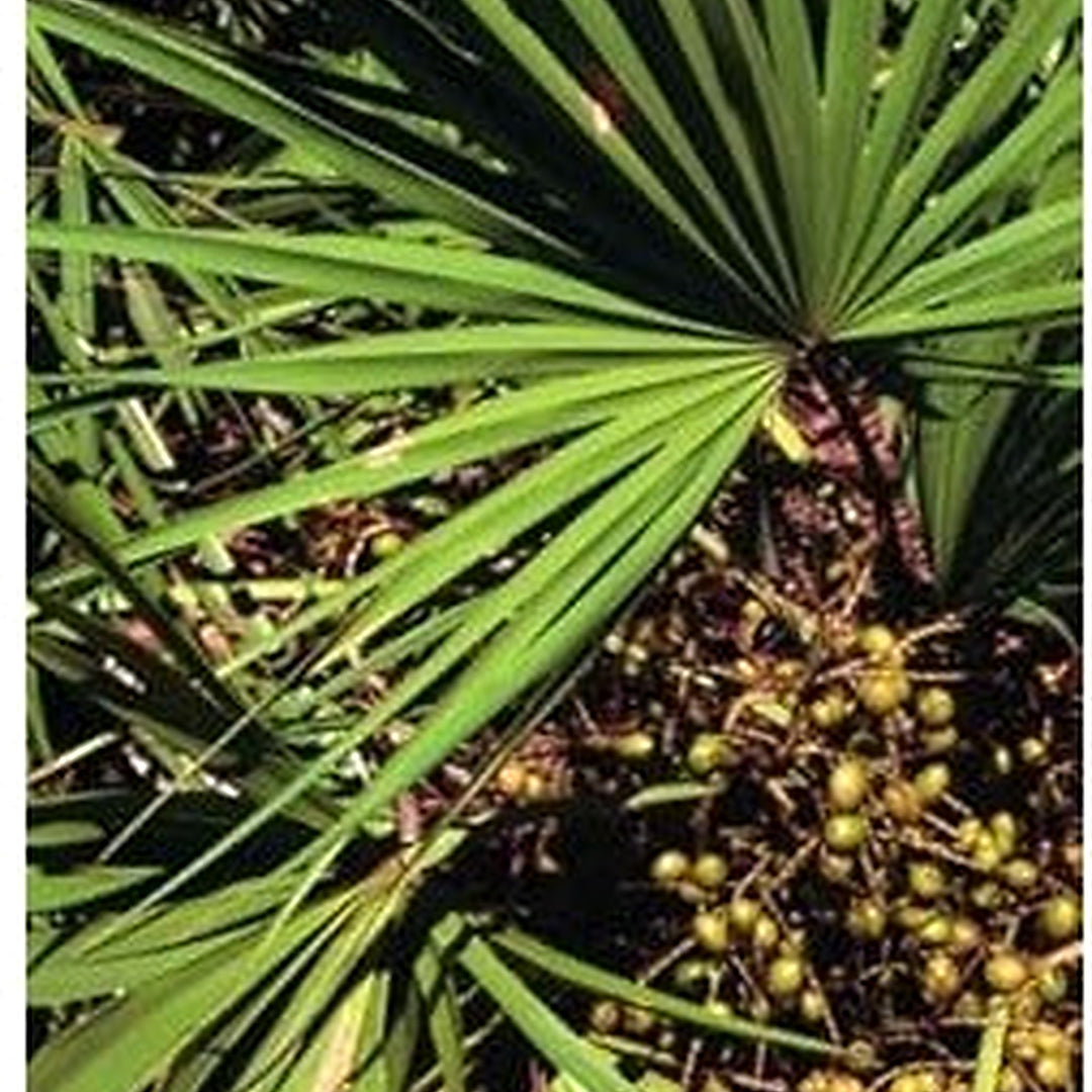 Green Serenoa Plant Seeds for Planting [neera-v5-35c3208b294304d7baca]