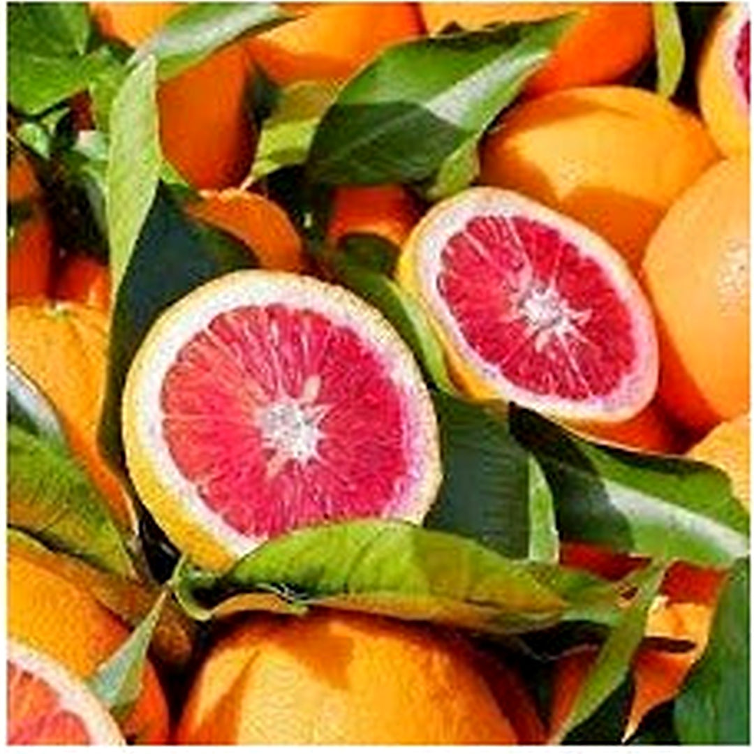 Blood Orange Fruit Seeds for Planting [neera-v5-35d234f920258c8c766d]