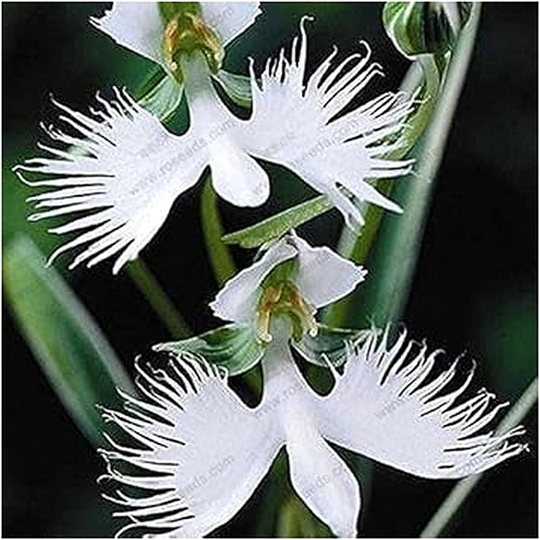 White Egret Orchid Seeds for Planting | Organic, Heirloom, Non-GMO Flower Seeds [neera-v5-35d3ffd8ede7a8c497eb]