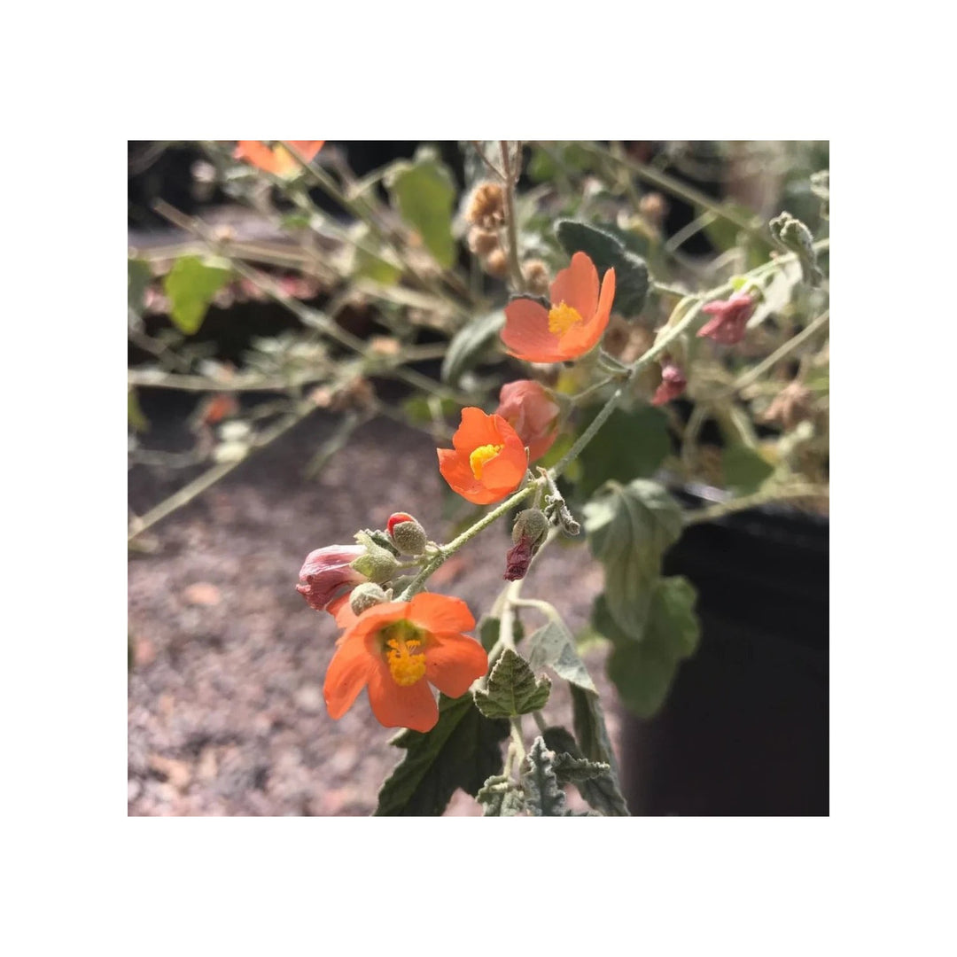 Heirloom Globemallow Flower Non Gmo Drought Tolerant Blooms Wildflower Garden Planting Flower [neera-v5-35d8a40324da81d2aba1]