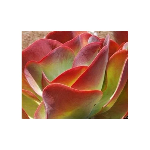 Heirloom Non-GMO Pink Hippeastrum Flower Seeds for Garden Planting ‚ Stunning Amaryllis Blooms, [neera-v5-35ee83bbc0f6921c5b3e]