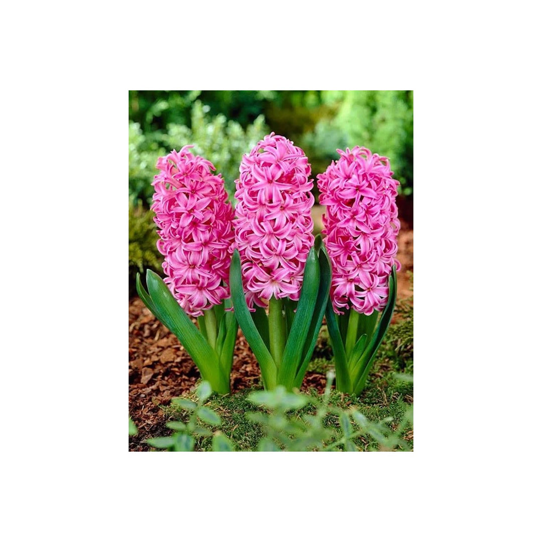 Heirloom Non Gmo Hyacinth Flower For Planting Fragrant Spring Blooms Flower Seeds for Home Garden [neera-v5-35f38dfb2601a2ef90da]