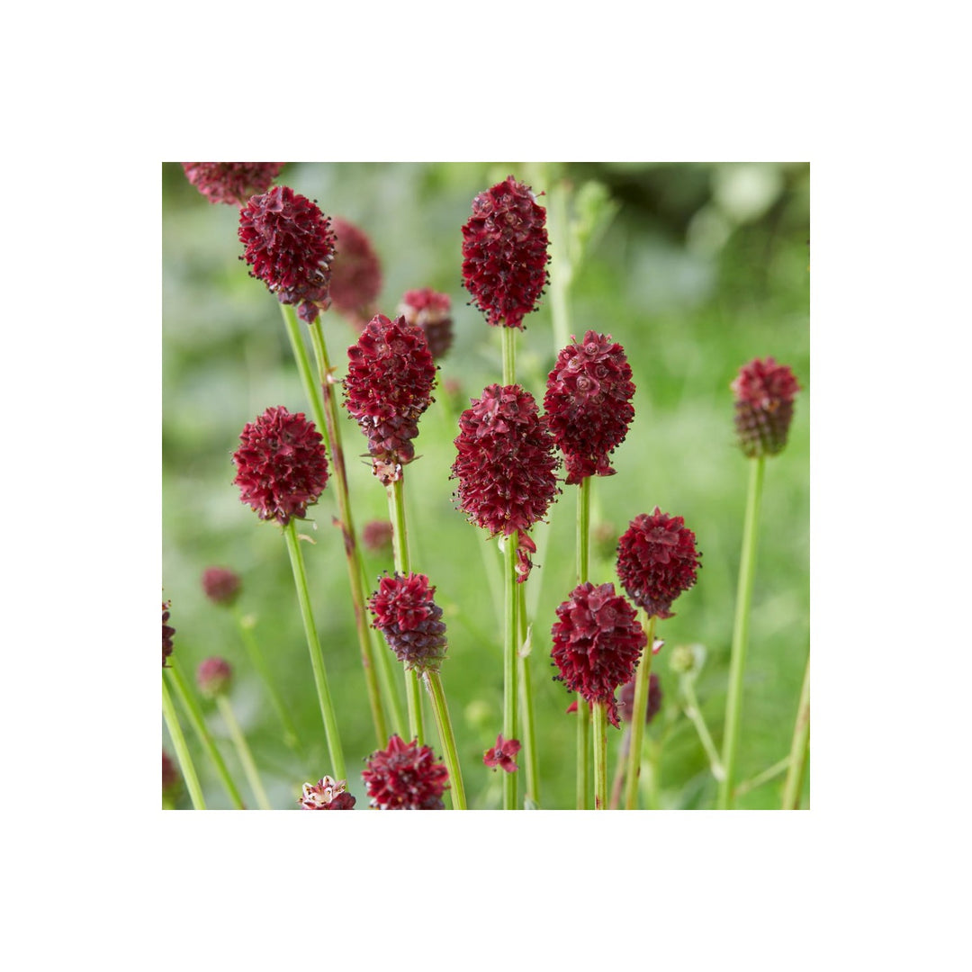 Heirloom Sanguisorba Officinalis Flower Non Gmo Unique Blooms For Planting Flower Seeds for Home [neera-v5-35f62a31316e24fc2d7f]