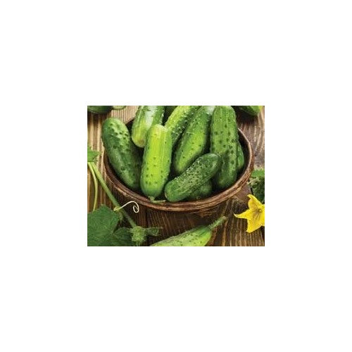 Cucumber Lyalyuk Mini Pickling Vegetable Seeds for Planting [neera-v5-35fb8f5a3a61b5adbd79]