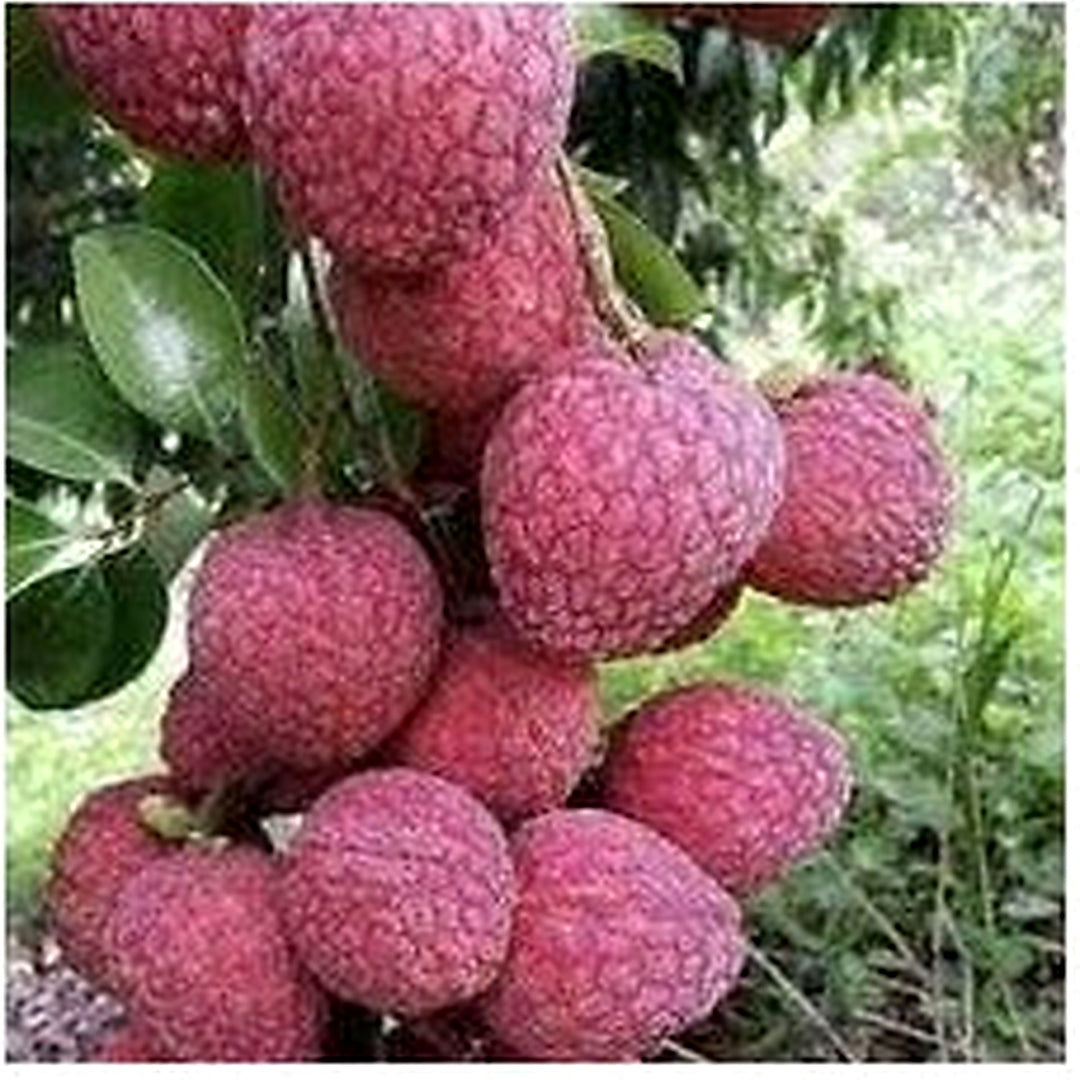 No Mai Tsze Lychee Fruit Seeds for Planting [neera-v5-35fde42931a35c332e53]