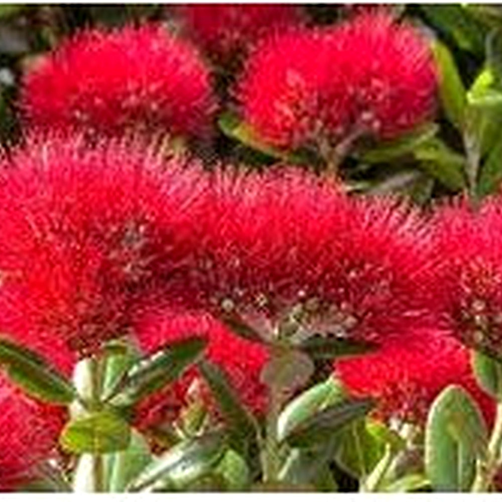 Red Pohutukawa Flower Seeds for Planting [neera-v5-360e2fb6fbc182dcf80b]