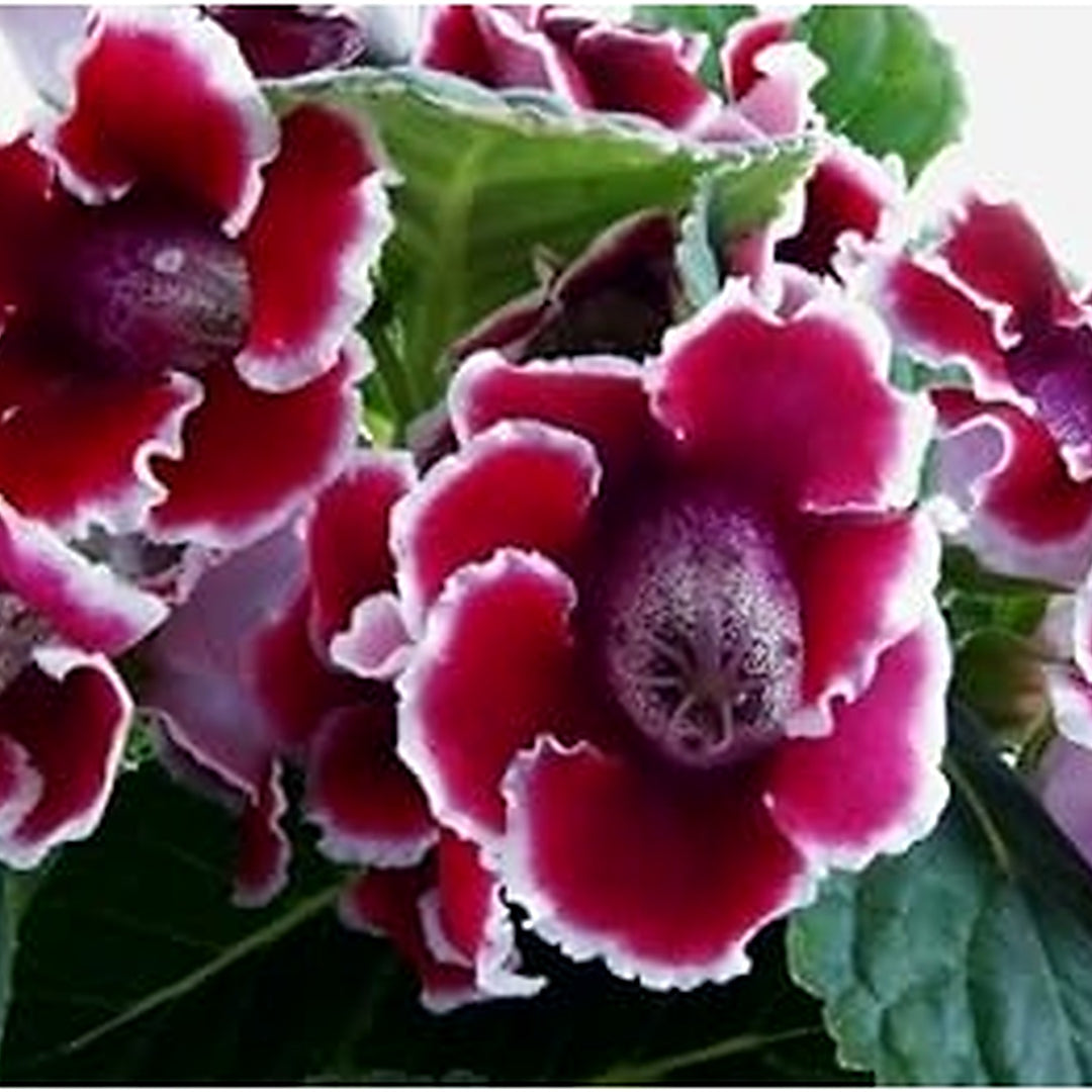 Heirloom Red & White Gloxinia Flower Seeds for Planting | Non-GMO Organic Garden Seeds | High Germination Indoor Blooms [neera-v5-361069bddbe21f1c5b85]