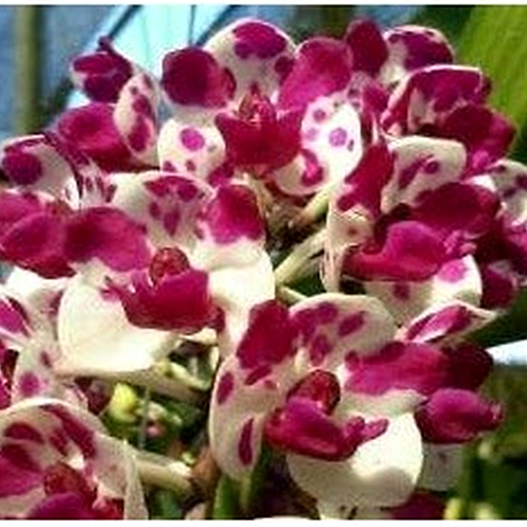Mixed Cymbidium Maxillaria Goeringii Seeds [neera-v5-361a8f39bfb86a1ba320]