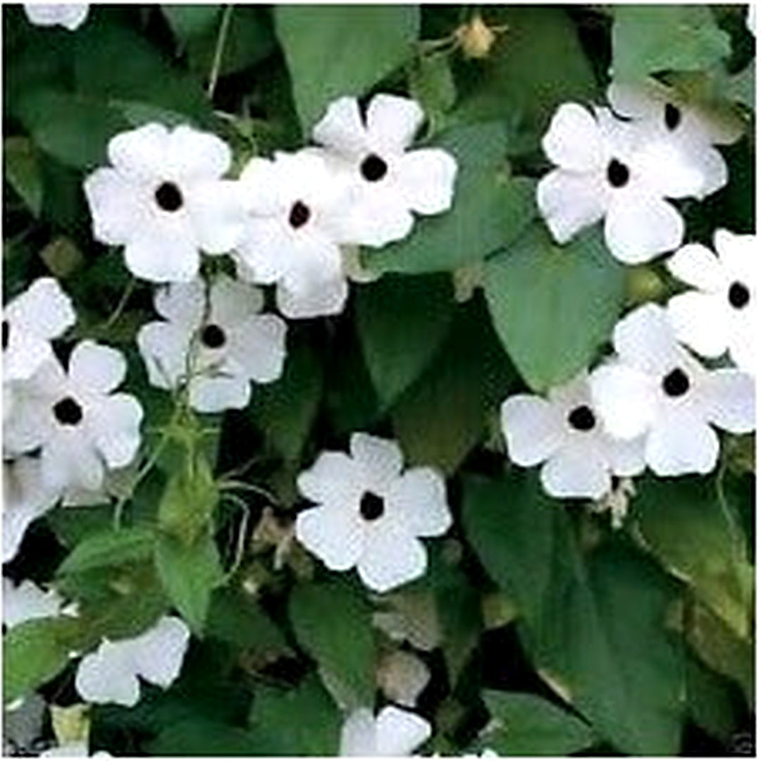 White Thunbergia Flower Seeds [neera-v5-36252438b7eeedb98ed4]
