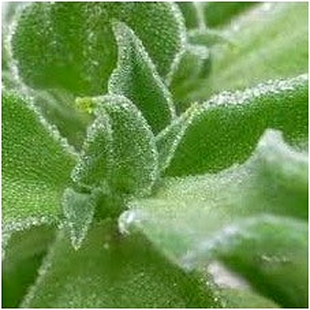 Crystal Iceplant Seeds for Planting | Heirloom, Non-GMO, High Germination Organic Garden Seeds [neera-v5-3628335f769534130341]