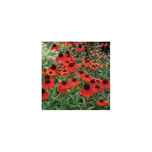 Heirloom Non-GMO Red Coneflower Seeds [neera-v5-36298f440f164c89bbc5]