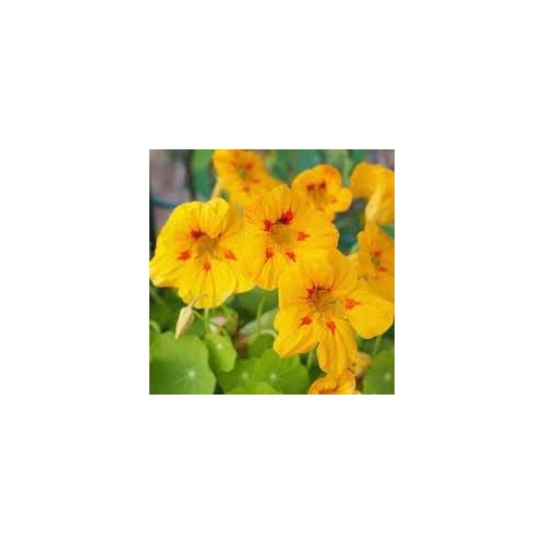 Heirloom Non-GMO Yellow Nasturtium Flower Seeds for Planting [neera-v5-362ba25959cd062b8db0]