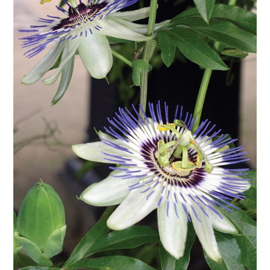 Blue White Sky Passion Flower For Planting Organic Heirloom Non Gmo Flower Seeds for Home Garden [neera-v5-3630ff7c20d0d356e221]