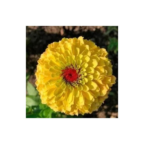 Yellow Red Zinnia Flower For Planting Vibrant Blooms Non Gmo Heirloom Beautiful Blooms Flower Seeds [neera-v5-3638fe0dcb4c4a4ffcef]