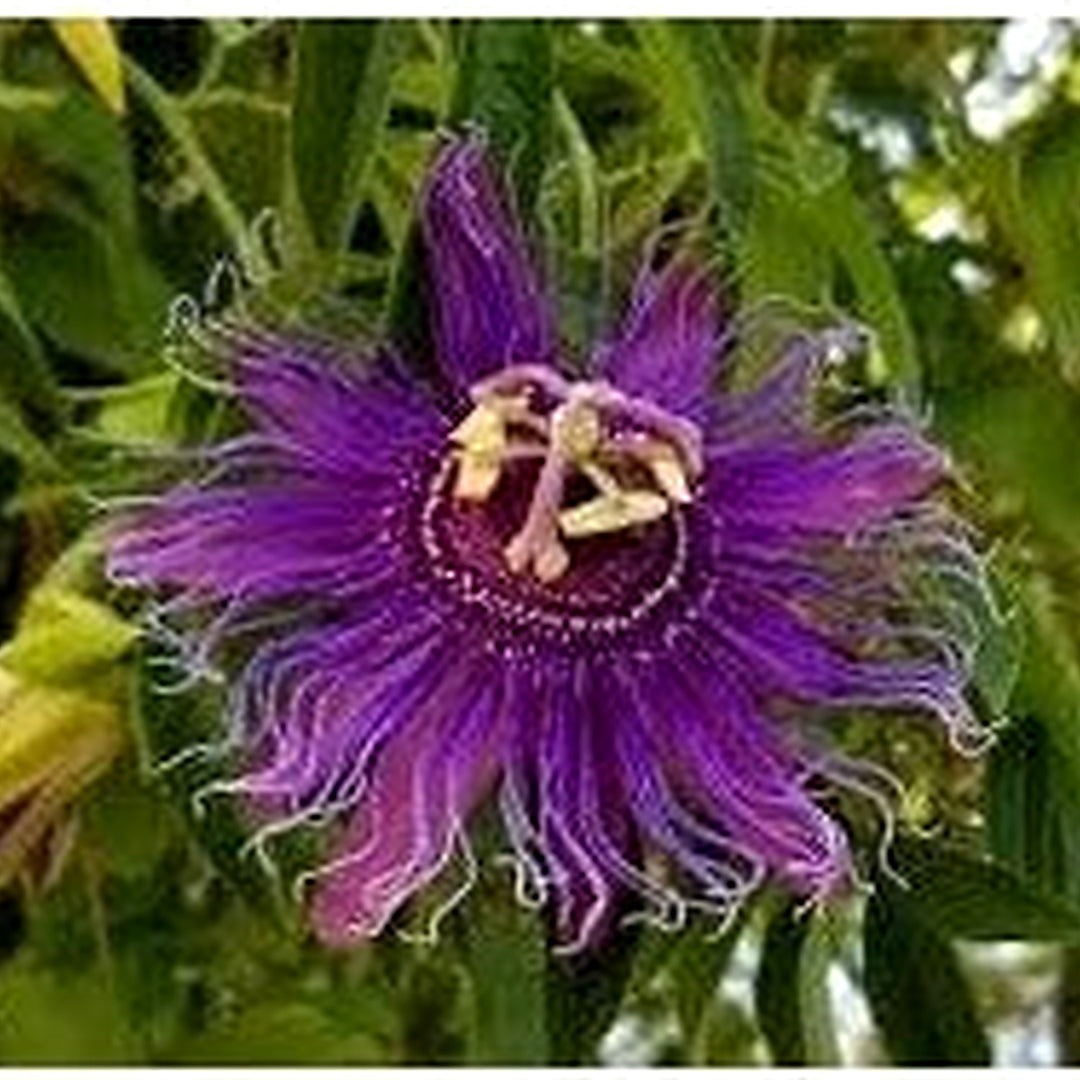 Heirloom Blue Passiflora Incarnata Flower Seeds for Planting [neera-v5-365d7fd9aadee5da348e]