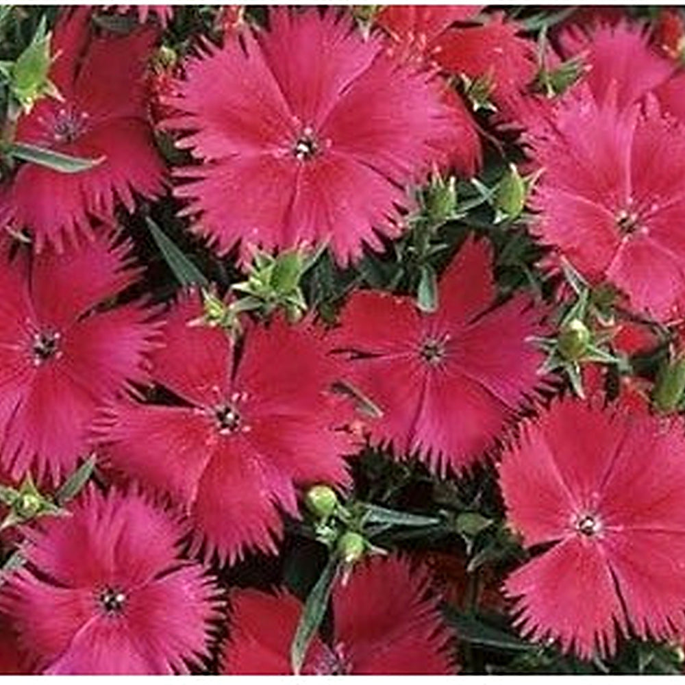 Heirloom Non-GMO Pink Dianthus Cardinal Flower Seeds for Garden Planting [neera-v5-365ef05e9357b2dbb996]
