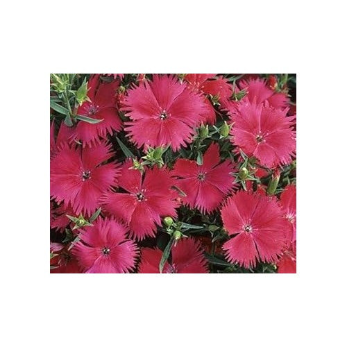 Heirloom Non-GMO Pink Dianthus Cardinal Flower Seeds for Garden Planting [neera-v5-365ef05e9357b2dbb996]