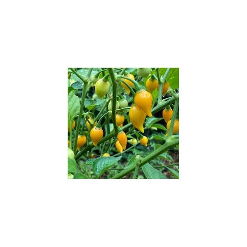 Yellow Biquinho Pepper Seeds for Planting [neera-v5-36651239af4d26d25c2a]