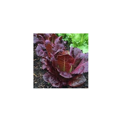 Red Lettuce Seeds for Planting [neera-v5-36659778a3f7a2426273]