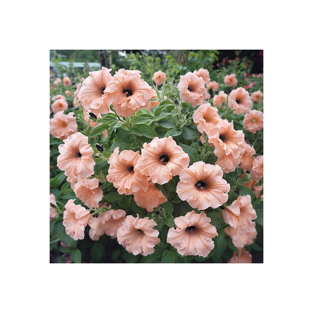 Peach Petunia Flower For Planting Heirloom Non Gmo Easy To Grow Garden Blooms Flower Seeds for Home [neera-v5-36671606365c14a5de0d]