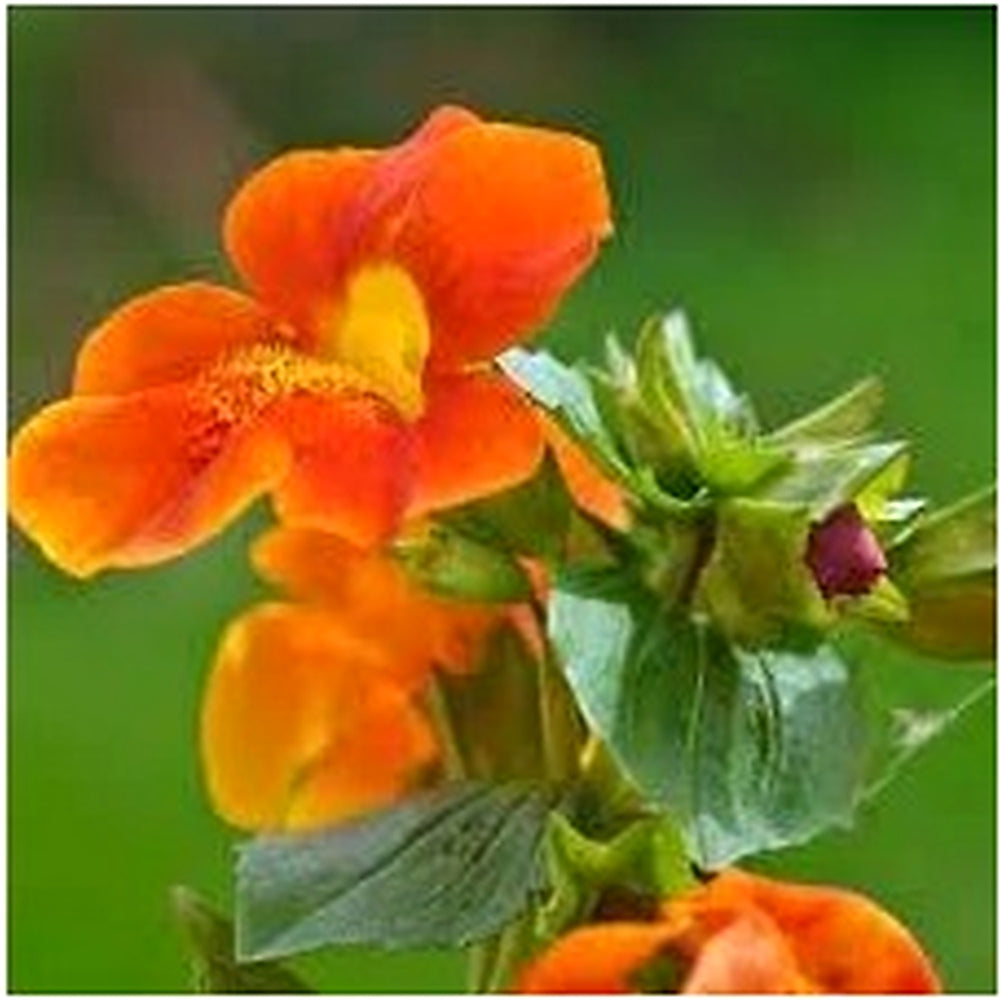 Heirloom Mimulus Flower Seeds, Non-GMO Monkey Flower Blooms for Moist and Shaded Garden Planting [neera-v5-36802aa806e43b58fa6c]