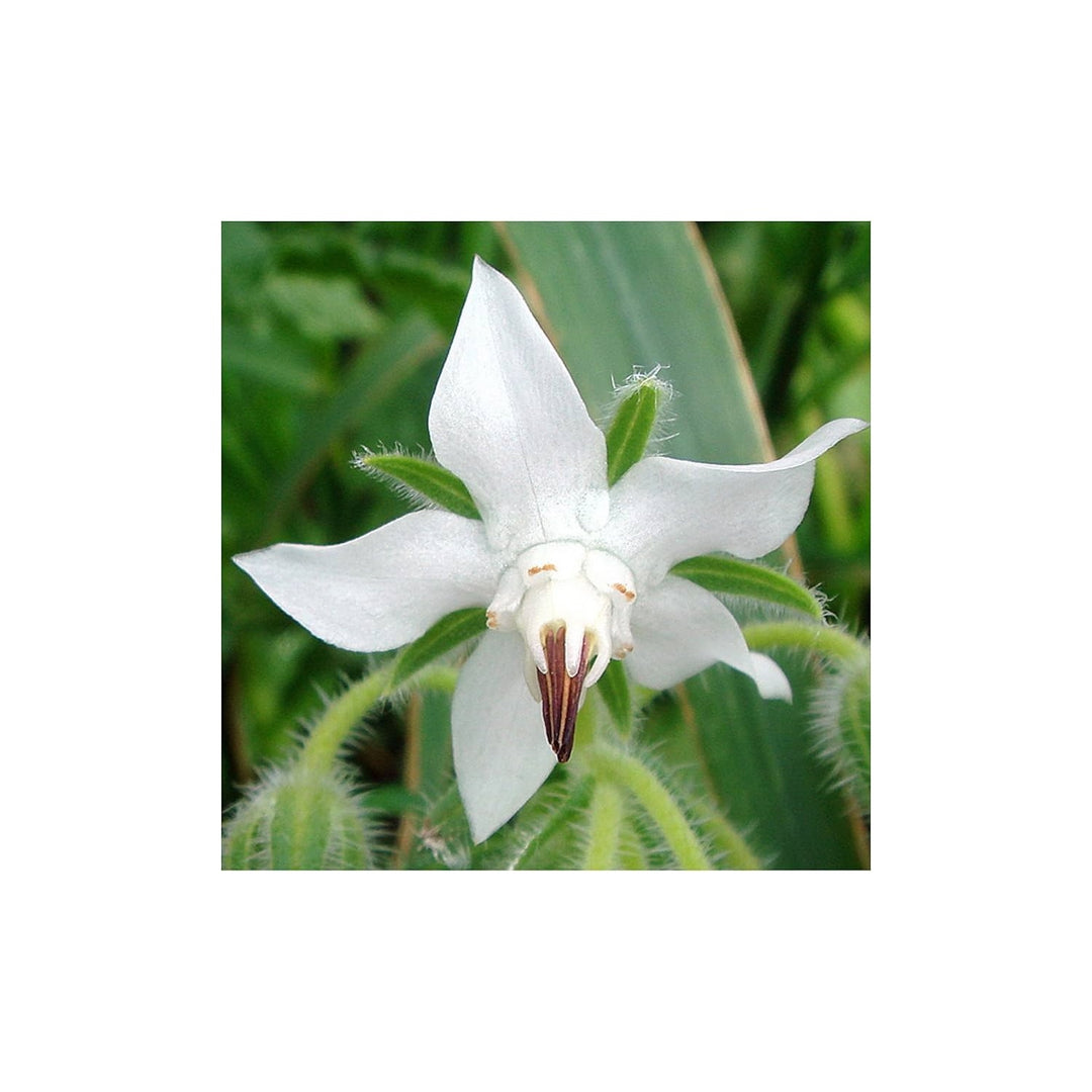 White Borage For Planting Organic Heirloom Non Gmo Flower Herb Flower Seeds for Home Garden [neera-v5-36833468a055b0c20a8b]