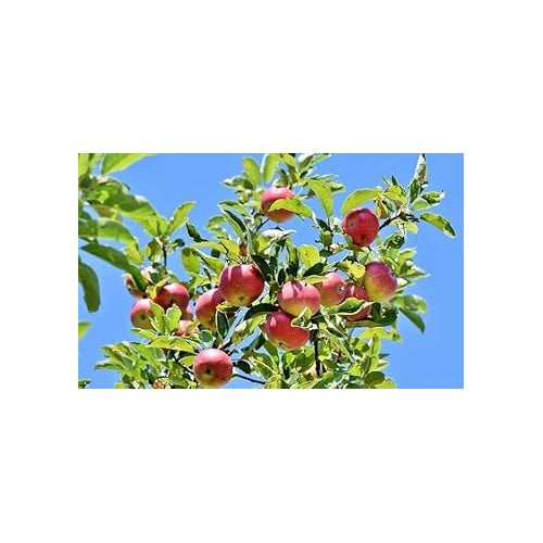 Pink and Yellow Apple Fruit Seeds [neera-v5-3683f685f09554c11ae9]