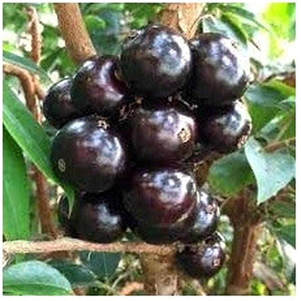 Jabuticaba Fruit Seeds for Planting [neera-v5-368748b014ae2877db34]