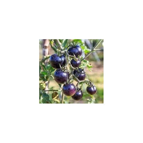 Heirloom Non-GMO Dark Violet Tomato Seeds for Home Garden Planting [neera-v5-368e04c26c472aa1d955]