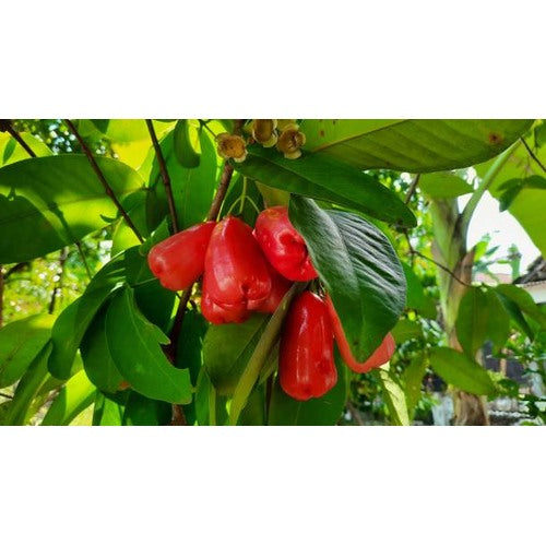 Rose Apple Fruit Seeds [neera-v5-369c39b3c53aafa03212]