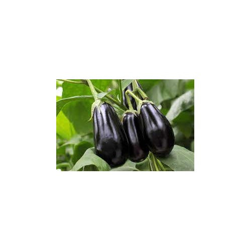 Organic Eggplantor Aubergine Zora Seeds for Planting [neera-v5-369d1d59f3919be42e3f]