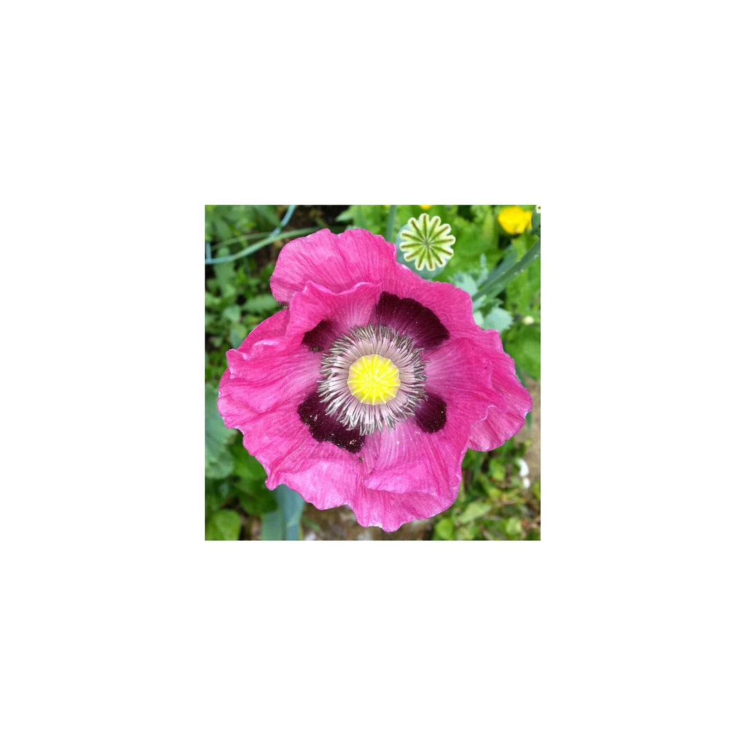 Pepperbox Flower Heirloom Non Gmo For Planting Flower Seeds for Home Garden Planting, Ornamental [neera-v5-36ac64030ed2a0fc0519]