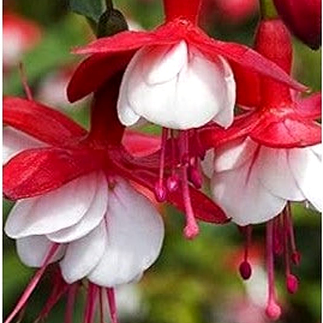 White Fuchsia Flower Seeds [neera-v5-36ad84c7392175864289]