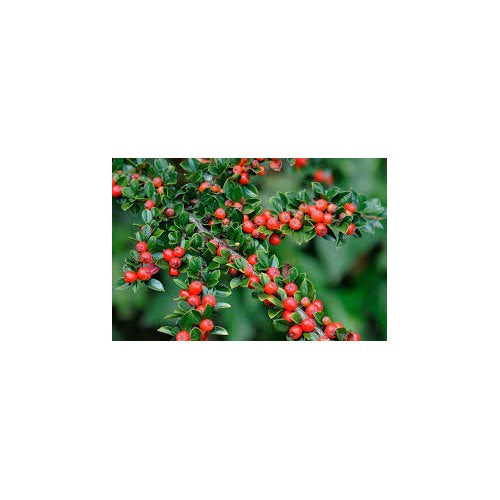 Brown Cotoneaster Seeds for Planting [neera-v5-36b19792b55f5d6881d5]