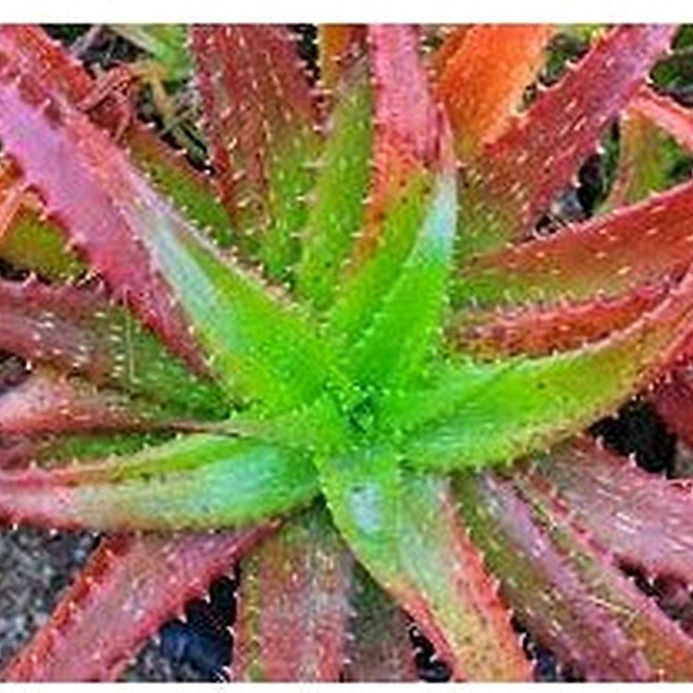 Green Red Aloe Vera Plant Seeds [neera-v5-36b5362dff22e84d7ea8]