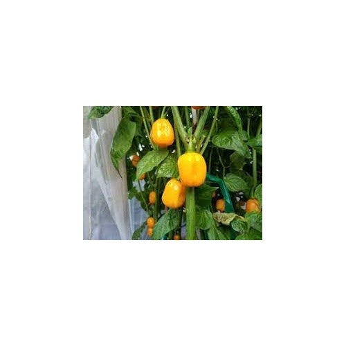 Aji Dulce Yellow Round Pepper Seeds for Planting [neera-v5-36bf8907e4665c97b36c]