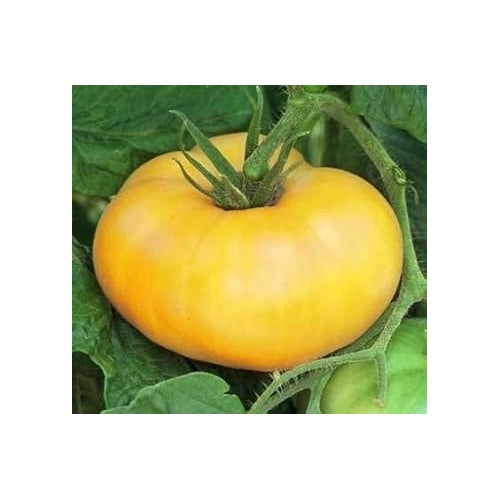 Yellow Tomato Seeds for Planting [neera-v5-36cb91adf3499944425e]
