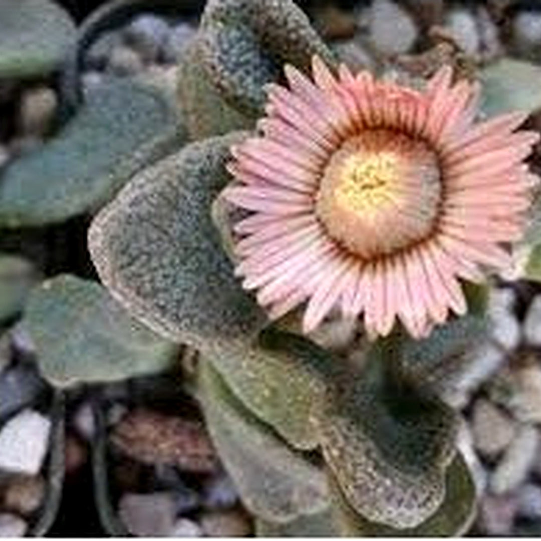 Titanopsis Fulleri Plant For Planting Flower Seeds for Home Garden Planting, Colorful Organic [neera-v5-36d3b998bd552a7a09a1]